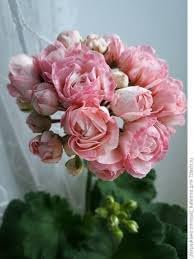 Pelargonium × hortorum Flower seeds for Planting - Pollinator Friendly, Heirloom & GMO Free Seeds for Home Garden
Sale seeds for home garden