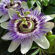 PassionFlower seeds for Planting - Low Maintenance, Heirloom & GMO Free Seeds for Home Garden
Sale seeds for planting in home garden