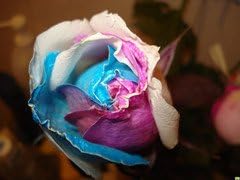 Gold Rose Flower seeds blooming in flower beds, containers, borders, and pollinator-friendly gardens