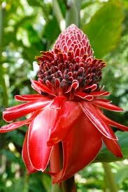 Ginger Etlingera Elatior Flower seeds blooming in flower beds, containers, borders, and pollinator-friendly gardens