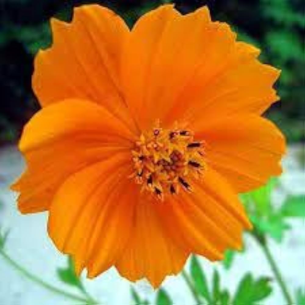 Cosmos Lucky Ring Flower Seeds for a Ring of Colorful Blooms