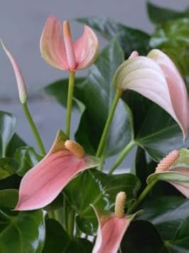 Pink Anthurium Andraeanum Flower seeds for Planting Low Maintenance Heirloom & GMO Free Seeds for Home Garden
Sale for planting in home garden