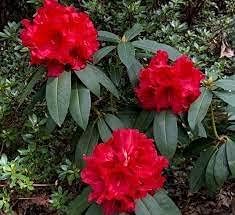 Red Rhododendron Flower seeds for Planting - Perfect for Borders, Heirloom & GMO Free Seeds for Home Garden
Sale seeds for home garden
