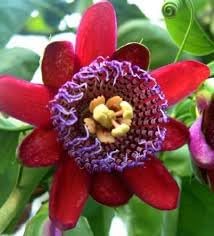 Riesengranadilla Flower seeds for Planting - Garden Favorite, Heirloom & GMO Free Seeds for Home Garden
Sale seeds for home garden