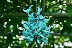 Jadewein Flower seeds blooming in flower beds, containers, borders, and pollinator-friendly gardens