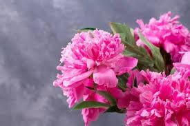 Carnations Flower seeds for Planting - Premium Quality, Heirloom & GMO Free Seeds for Home Garden
Sale seeds for home garden