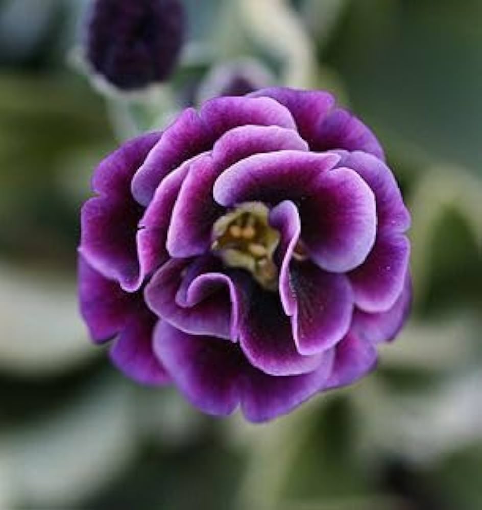 Red Purple Primrose Flower Seeds for Planting Seeds for Vibrant Garden Blooms, Perfect for Adding Colorful Charm