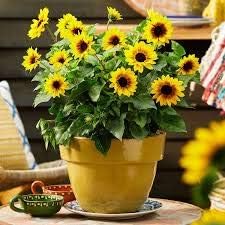 Yellow Mini Sunflower Seeds for Planting, Heirloom Non-GMO, High Germination Organic Garden Seeds
Sale seeds for home garden