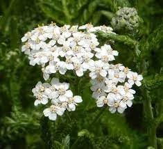 Achillea Millefolium Flower seeds for Planting Drought Tolerant Heirloom & GMO Free Seeds for Home Garden
Sale for planting in home garden