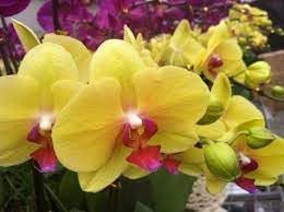 Heirloom Butterfly Orchid Flower seeds blooming in flower beds, containers, borders, and pollinator-friendly gardens