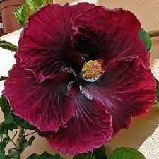 Red Black Hibiscus Flower Seeds for Planting Pollinator Friendly Heirloom & GMO Free Seeds for Home Garden
Sale