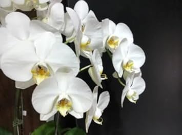 White Phalaenopsis Orchids Seeds Flower seeds for Planting All Season Planting Heirloom & GMO Free Seeds For Home Garden
Sale for planting in home garden