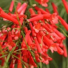 Russelia Flower seeds for Planting - Hardy Variety, Heirloom & GMO Free Seeds for Home Garden
Sale for planting in home garden.