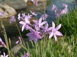 Tulbaghia Flower seeds for Planting - Bright Blooms, Heirloom & GMO Free Seeds for Home Garden
Sale for planting in home garden.