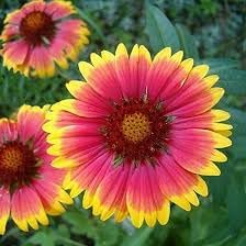 Gaillardia Flower seeds blooming in flower beds, containers, borders, and pollinator-friendly gardens