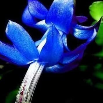 Blue Zygocactus Flower seeds for Planting - Seasonal Bloomer, Heirloom & GMO Free Seeds for Home Garden
Sale for planting in home garden.