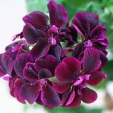 Dark Pink Black Geranium Flower Seeds for Planting, Heirloom Non-GMO Organic Garden Seeds
Sale seeds for home garden
