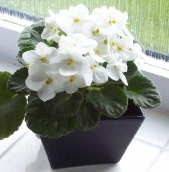 White Saintpaulia Flower seeds for Planting - Pollinator Friendly, Heirloom & GMO Free Seeds for Home Garden
Sale seeds for home garden