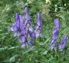 Heirloom Aconitum Flower seeds blooming in flower beds, containers, borders, and pollinator-friendly gardens