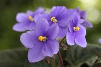 Sky Blue Saintpaulia Flower seeds for Planting - Easy to Grow, Heirloom & GMO Free Seeds for Home Garden
Sale seeds for home garden