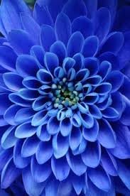 Dahlia Sky Blue Flower seeds for Planting - Fragrant Blossoms, Heirloom & GMO Free Seeds for Home Garden
Sale seeds for home garden