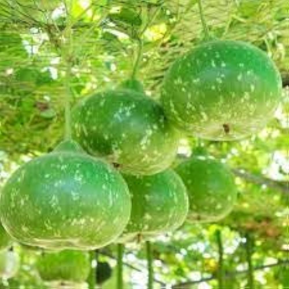 Lagenaria Siceraria Seeds for Planting - Ideal Vegetable Seeds for Your Garden