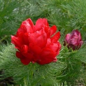 Double Flowering Fernleaf Peony Seeds – Heirloom Non-GMO Blooms for Garden Planting
Sale seeds for home garden