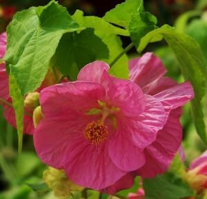 Pink Abutilon Striatum Flower seeds blooming in flower beds, containers, borders, and pollinator-friendly gardens