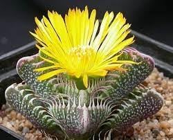 Echter Tigerrachen Flower seeds for Planting - Shade Tolerant, Heirloom & GMO Free Seeds for Home Garden
Sale seeds for home garden