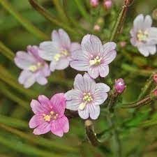 Epilobium Flower seeds blooming in flower beds, containers, borders, and pollinator-friendly gardens