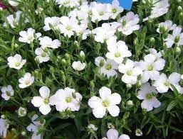 Avalanche Flower seeds for Planting - Seasonal Bloomer, Heirloom & GMO Free Seeds for Home Garden
Sale seeds for planting in home garden