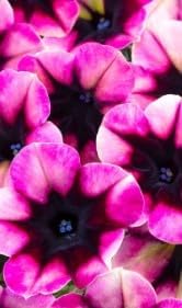 Cream White Gladiolus Flower Seeds for Planting Colorful Display Heirloom & GMO Free Seeds for Home Garden
Sale for planting in home garden