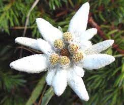 Heirloom Edelweiss Flower seeds for Planting Perfect for Borders Heirloom & GMO Free Seeds for Home Garden
Sale for planting in home garden