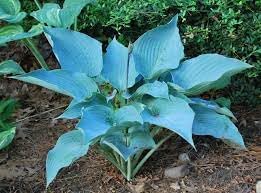 Hosta Flower seeds for Planting - Drought Tolerant, Heirloom & GMO Free Seeds for Home Garden
Sale seeds for home garden