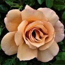 Brown Rose Flower Seeds Flower seeds for Planting Compact Growth Heirloom & GMO Free Seeds for Home Garden
Sale for planting in home garden
