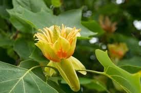 Liriodendron Flower seeds blooming in flower beds, containers, borders, and pollinator-friendly gardens