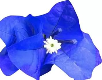 Violet Bougainvillea Seeds Flower seeds for Planting Seasonal Bloomer Heirloom & GMO Free Seeds for Home Garden
Sale for planting in home garden