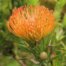Leucospermum Flower seeds blooming in flower beds, containers, borders, and pollinator-friendly gardens