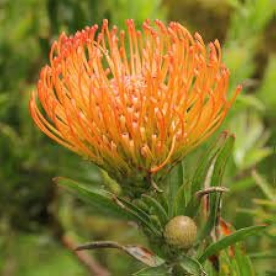 Leucospermum Cordifolium Flower seeds for Planting - Shade Tolerant, Heirloom & GMO Free Seeds for Home Garden
Sale seeds for home garden