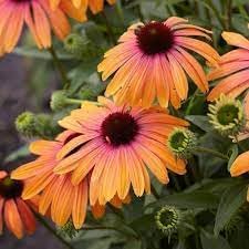 Echinacea Purpurea Flower seeds for Planting Wildflower Mix Heirloom & GMO Free Seeds for Home Garden
Sale for planting in home garden