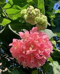 Dombeya Flower seeds for Planting - Seasonal Bloomer, Heirloom & GMO Free Seeds for Home Garden
Sale seeds for home garden