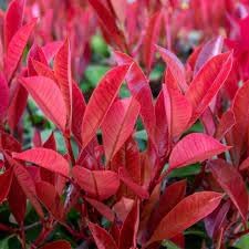 Photinia Flower seeds for Planting - Pollinator Friendly, Heirloom & GMO Free Seeds for Home Garden
Sale seeds for home garden