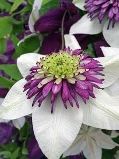 Clematis White Purple Flower seeds for Planting - Low Maintenance, Heirloom & GMO Free Seeds for Home Garden
Sale for planting in home garden.