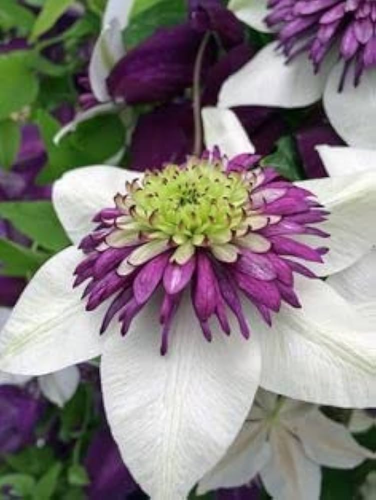 Mixed Clematis Clematis spp. Flower Seeds for Planting