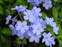 Heirloom Plumbago Flower seeds blooming in flower beds, containers, borders, and pollinator-friendly gardens