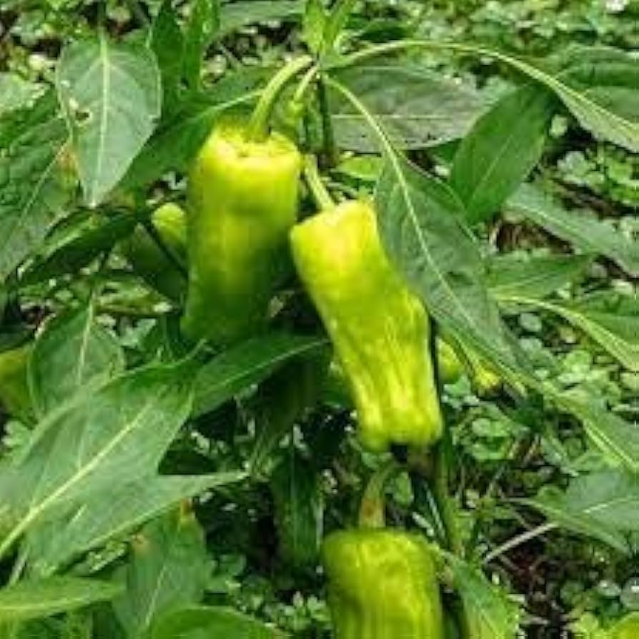 Flowers Authentic Italian Pepper Capsicum annuum Seeds for Planting in Vegetable Patch