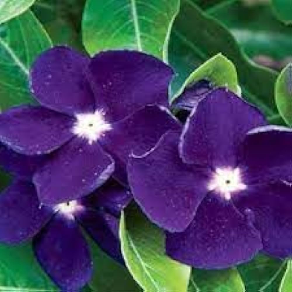 Blue Vinca Flower Seeds – Fragrant Annual for Garden Borders