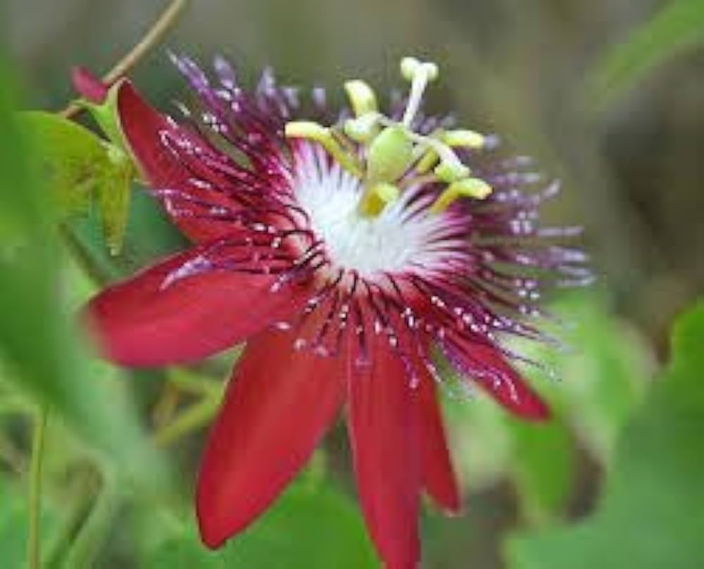 Pink Passion Seeds (TST127) – Exotic Flowering Plant for Colorful Gardens