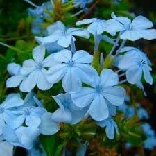 Plumbago Flower seeds blooming in flower beds, containers, borders, and pollinator-friendly gardens
