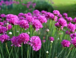 Armeria Flower seeds for Planting - Cottage Garden Essential, Heirloom & GMO Free Seeds for Home Garden
Sale for planting in home garden